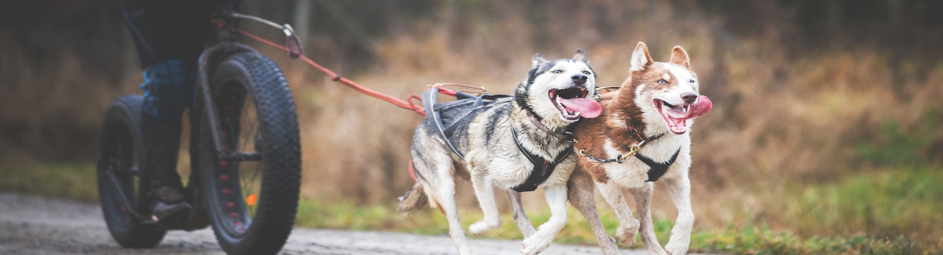 dogscooter_husky_1920x520